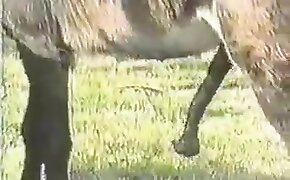 bestiality porn, animal porn